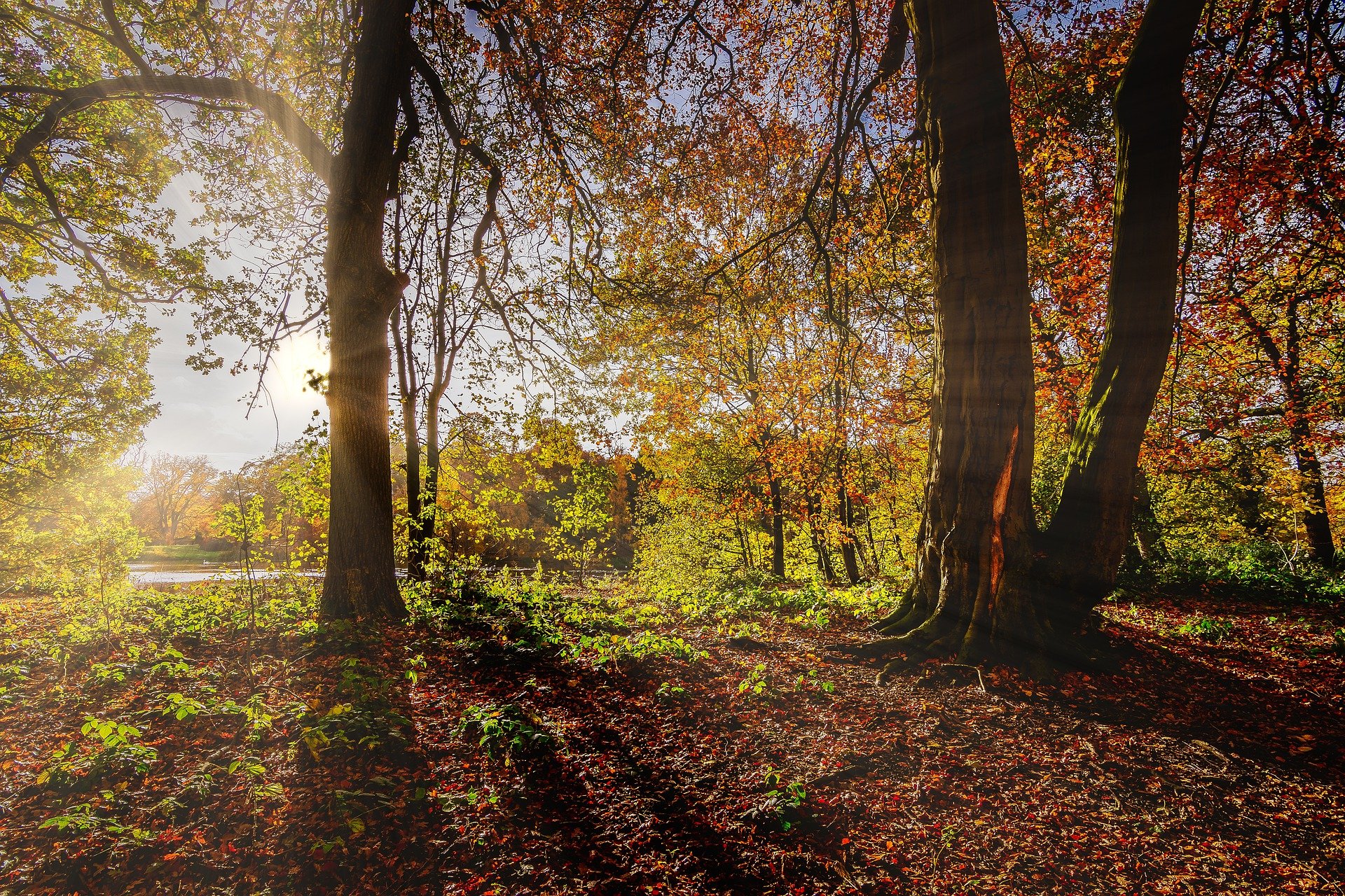 A sunny day in a forest, with the sun creating shadows from the trees. The trees have green and golden colour leaves on them.