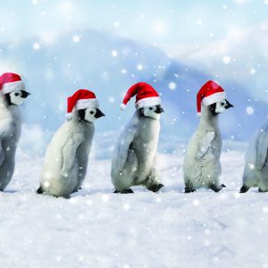 Five marching penguins wearing Santa hats.