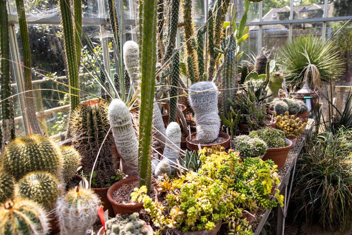 A variety of plants and cacti inside a greenhouse.