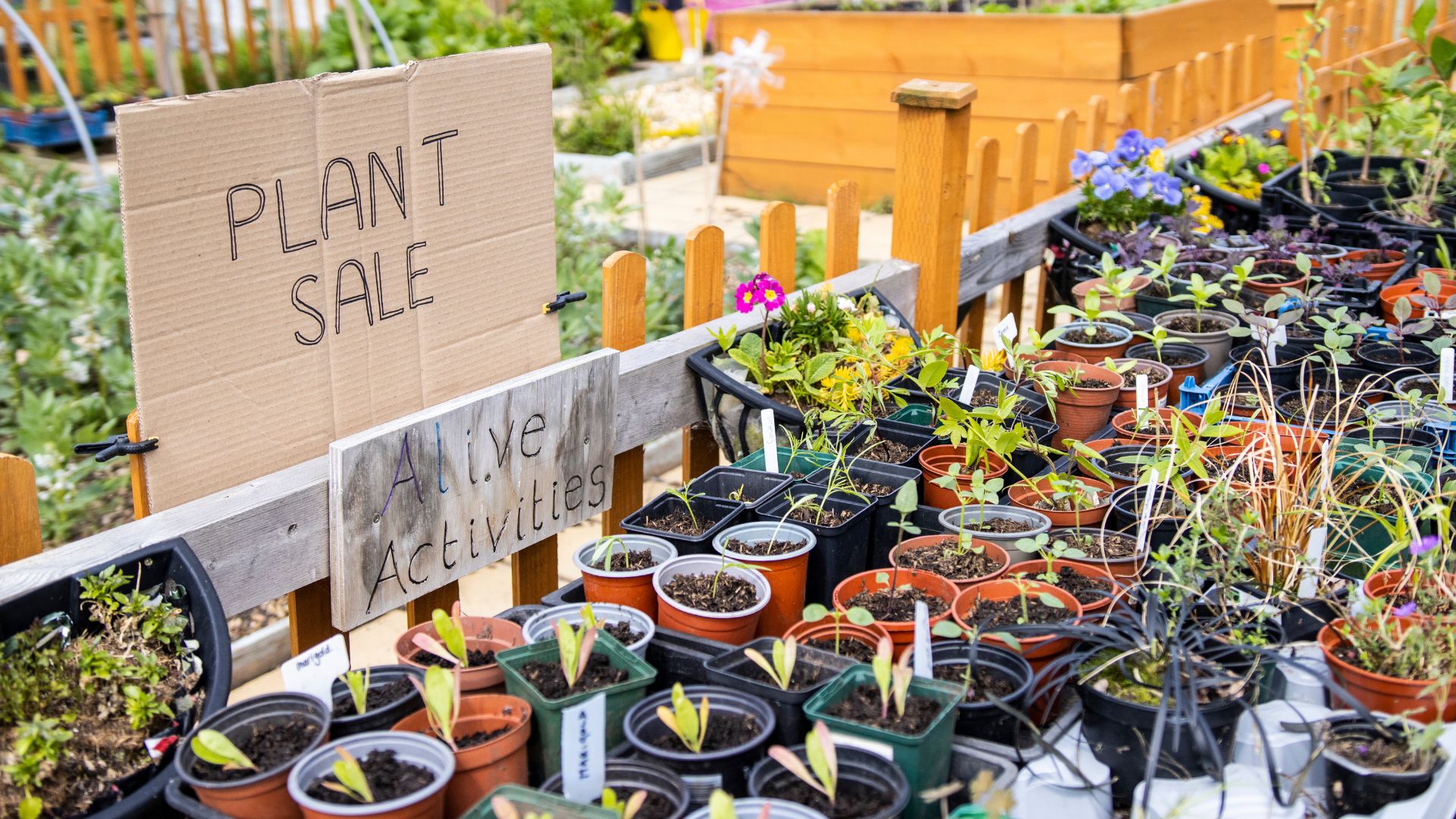 A sign that says 'plant sale' with a variety of potted plants.