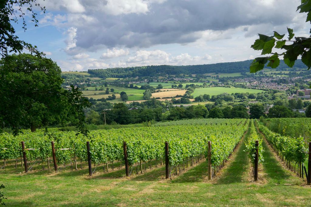 stonehouse-vineyard