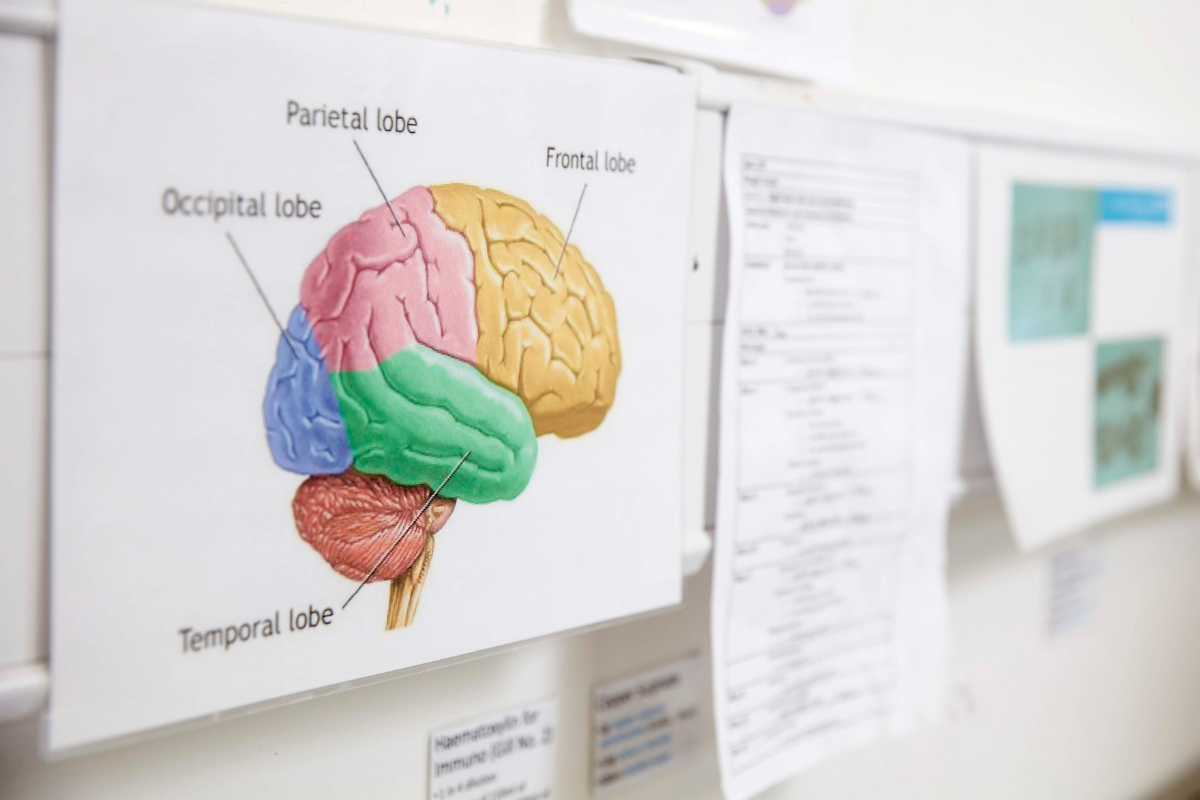 A drawing of a brain